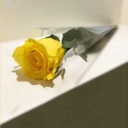 ورد أصفر حبة